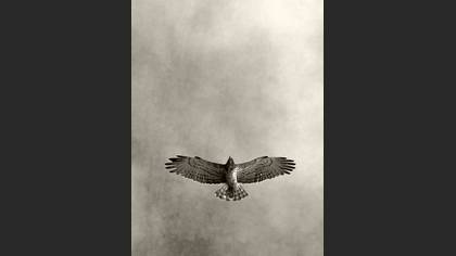 Yılan kartalı » Short-toed Snake Eagle » Circaetus gallicus
