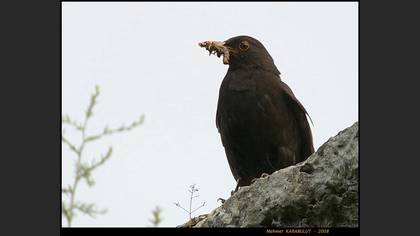 Karatavuk
