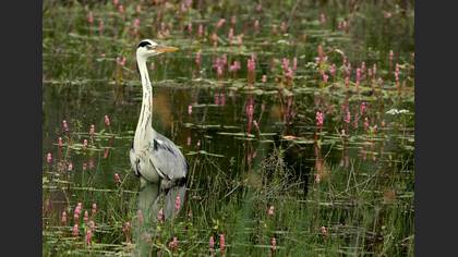 Gri balıkçıl » Grey Heron » Ardea cinerea