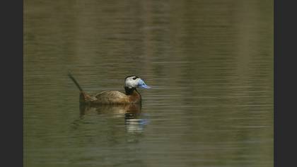 Dikkuyruk » White-headed Duck » Oxyura leucocephala