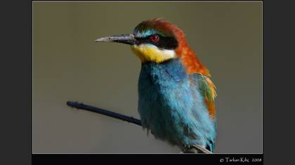 Arıkuşu » European Bee-eater » Merops apiaster