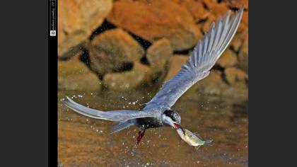 Bıyıklı sumru