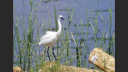 Küçük ak balıkçıl » Little Egret » Egretta garzetta
