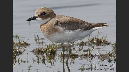 Büyük cılıbıt