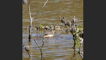 Mavigerdan » Bluethroat » Luscinia svecica