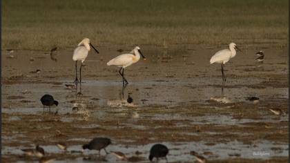 Kaşıkçı » Eurasian Spoonbill » Platalea leucorodia