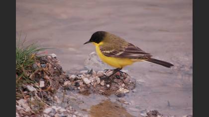 Sarı kuyruksallayan » Western Yellow Wagtail » Motacilla flava