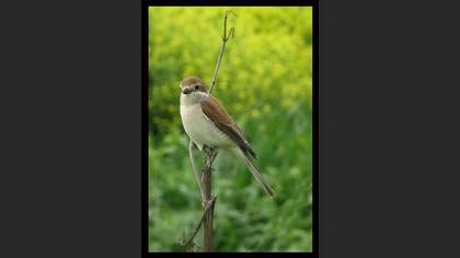 Kızılsırtlı örümcekkuşu » Red-backed Shrike » Lanius collurio