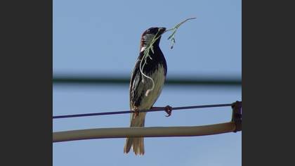 Söğüt serçesi » Spanish Sparrow » Passer hispaniolensis