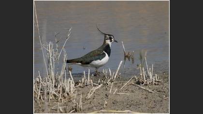Kızkuşu