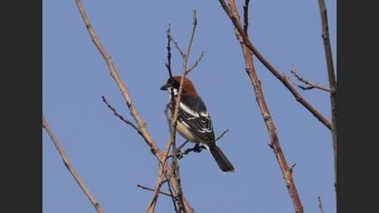 Kızılbaşlı örümcekkuşu