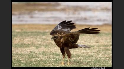 Saz delicesi » Western Marsh Harrier » Circus aeruginosus