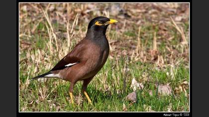 Çiğdeci
