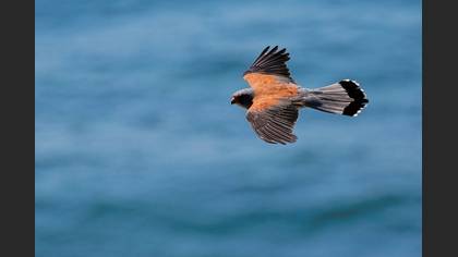 Küçük kerkenez » Lesser Kestrel » Falco naumanni