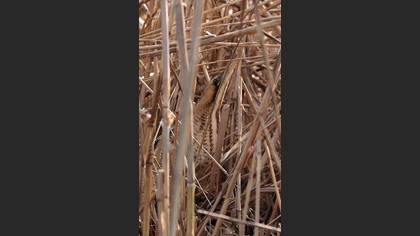 Balaban » Eurasian Bittern » Botaurus stellaris
