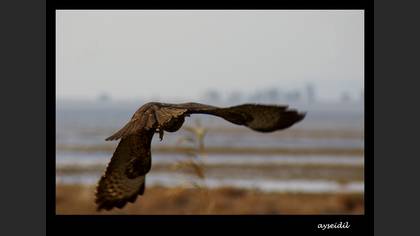 Şahin » Common Buzzard » Buteo buteo