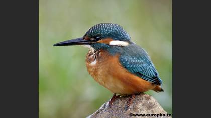 Yalıçapkını » Common Kingfisher » Alcedo atthis