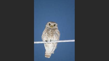 Kukumav » Little Owl » Athene noctua