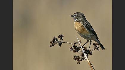 Taşkuşu » European Stonechat » Saxicola rubicola