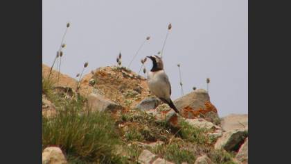 Kulaklı toygar » Horned Lark » Eremophila alpestris