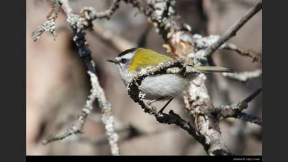 Sürmeli çalıkuşu