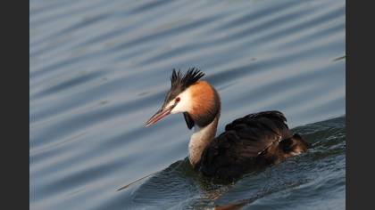 Bahri » Great Crested Grebe » Podiceps cristatus