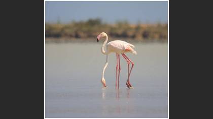 Flamingo
