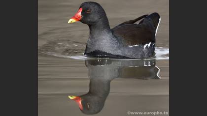 Sutavuğu » Common Moorhen » Gallinula chloropus