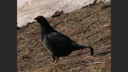 Dağhorozu