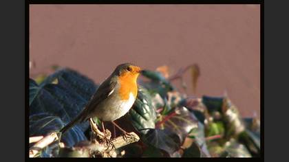Kızılgerdan » European Robin » Erithacus rubecula