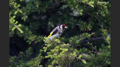 Saka » European Goldfinch » Carduelis carduelis