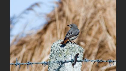 Kara kızılkuyruk » Black Redstart » Phoenicurus ochruros