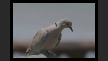 Kumru » Eurasian Collared Dove » Streptopelia decaocto