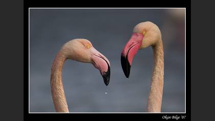 Flamingo » Greater Flamingo » Phoenicopterus roseus