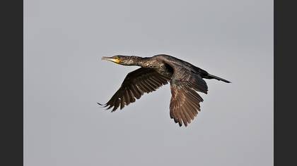 Karabatak