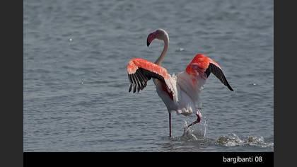 Flamingo