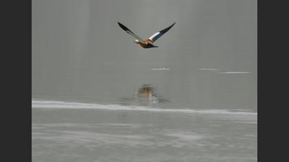 Angıt