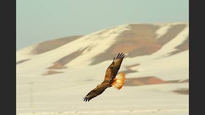 Kızıl şahin » Long-legged Buzzard » Buteo rufinus