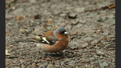 İspinoz » Common Chaffinch » Fringilla coelebs