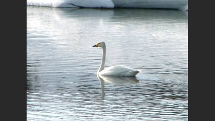 Ötücü kuğu » Whooper Swan » Cygnus cygnus