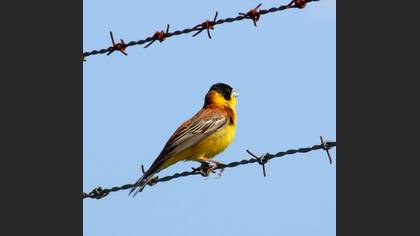 Karabaşlı kirazkuşu » Black-headed Bunting » Emberiza melanocephala