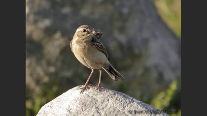 Kır incirkuşu » Tawny Pipit » Anthus campestris
