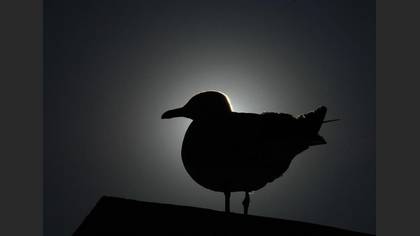 Gümüş martı » Yellow-legged Gull » Larus michahellis