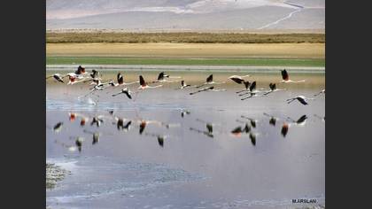 Flamingo