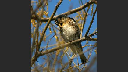 Tarla ardıcı » Fieldfare » Turdus pilaris