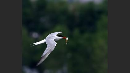 Sumru » Common Tern » Sterna hirundo