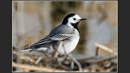 Ak kuyruksallayan » White Wagtail » Motacilla alba