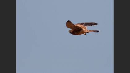 Kerkenez » Common Kestrel » Falco tinnunculus