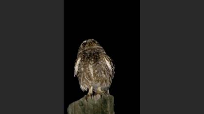 Kukumav » Little Owl » Athene noctua