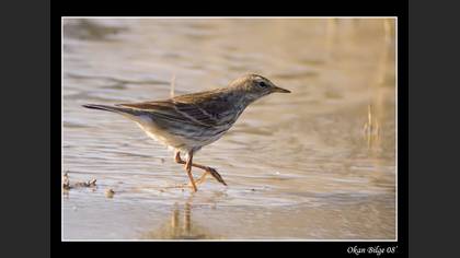 Dağ incirkuşu » Water Pipit » Anthus spinoletta